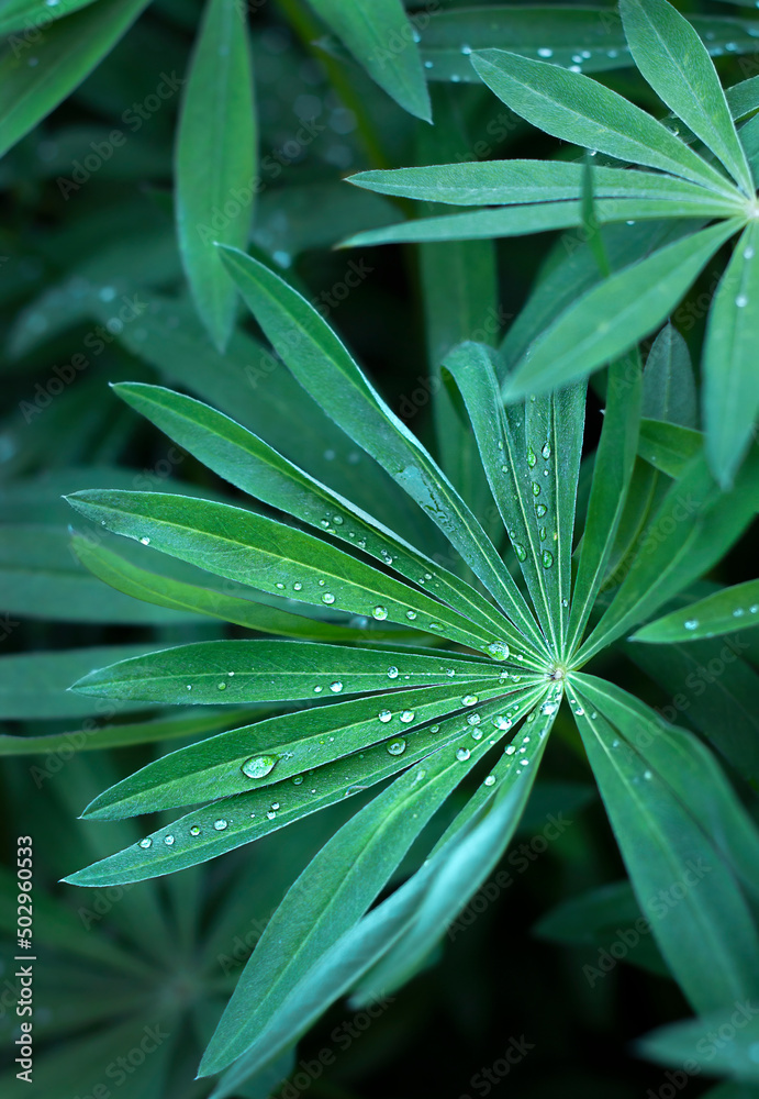 Fototapeta premium green leaves with water drops close-up