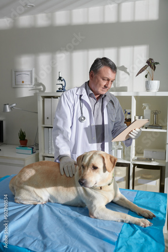 Fototapeta Naklejka Na Ścianę i Meble -  Experienced veterinarian reading medical history of labrador retriever dog lying on medical table