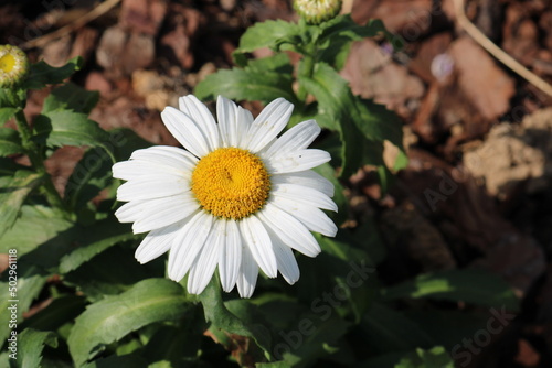 white daisy flower