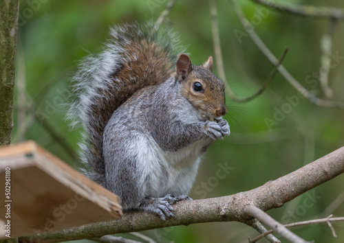 Grey Squirrel