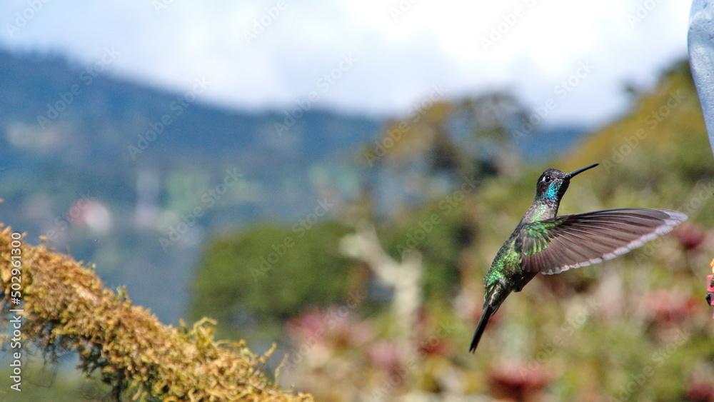 Obraz premium Talamanca hummingbird (Eugenes spectabilis) in flight at the Paraiso Quetzal Lodge in the cloud forest outside San Jose, Costa Rica