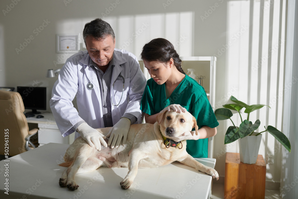 Vet Helping Lab Rats Nurse helping veterinarian examining stomach of labrador retriever dog ...