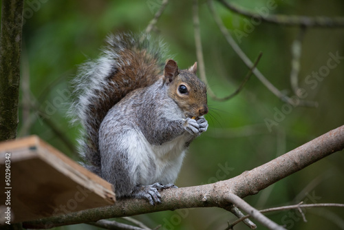 Grey Squirrel © richard
