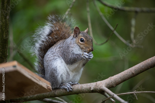 Grey Squirrel