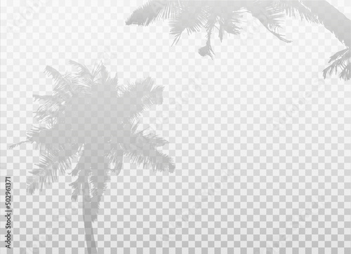 Palm tree shadows isolated on transparent background.  Two silhouettes of coconut palms tree. Vector Realistic background with transparent gradient. EPS10. 
