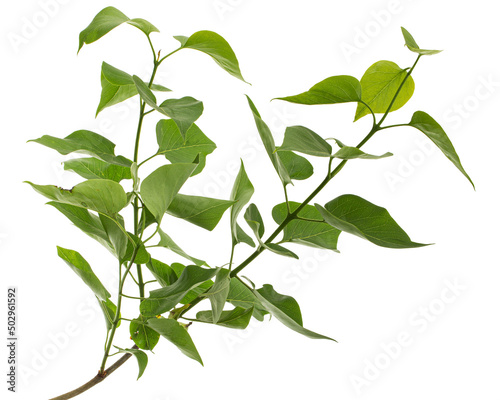 Green leaves of Lilac, Syringa vulgaris, isolated on white background