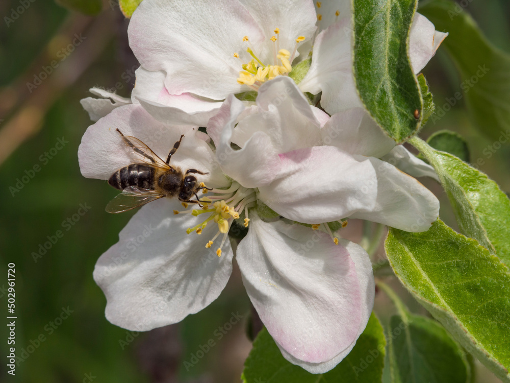 Honey bee pollinates apple tree flower macro photo. A bee collects nectar and pollen on a white flower of a blooming fruit tree with green leaves in the background. Spring Day theme Honey bee pollinates apple tree flower macro photo. A bee collects nectar and pollen on a white flower of a blooming fruit tree with green leaves in the background. Spring Day theme