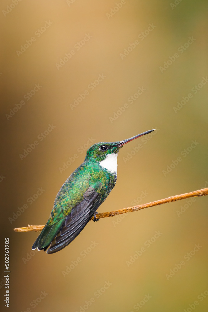 Fototapeta premium An amazing White-throated Hummingbird, vertical composition, brown defocused background