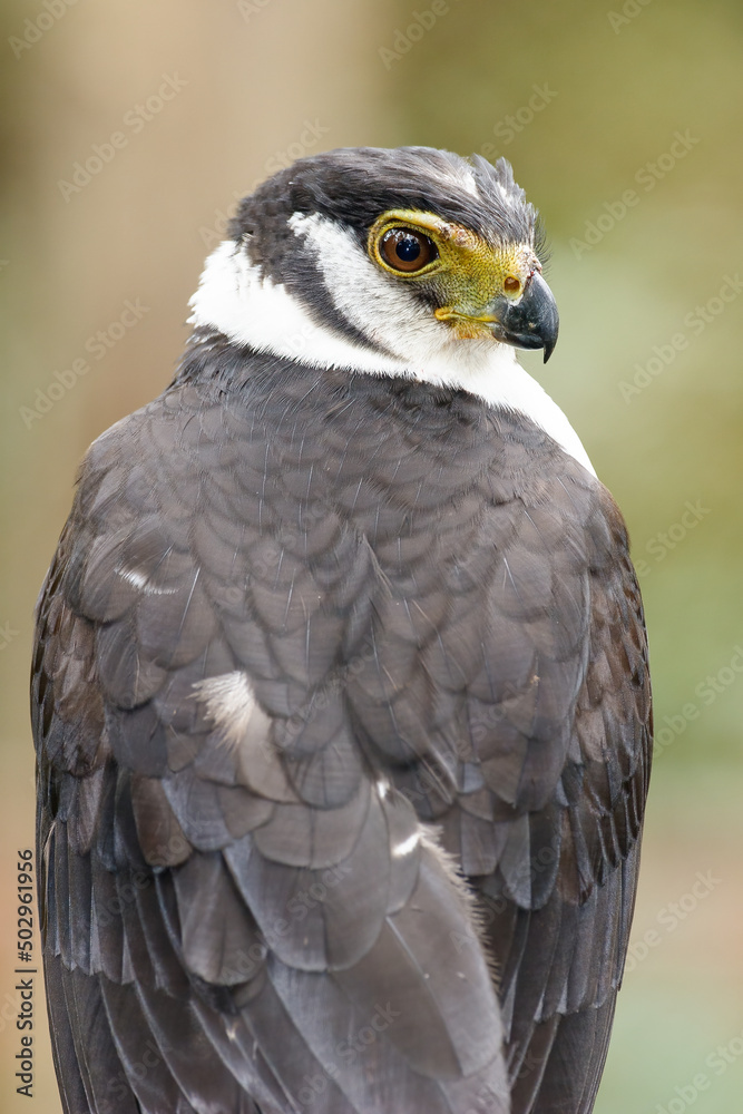 Fototapeta premium A Collared Forest-Falcon portrait, subtropical rainforest od South America. 