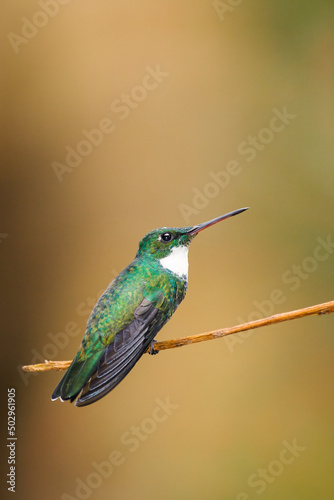 An amazing White-throated Hummingbird, vertical composition, brown defocused background