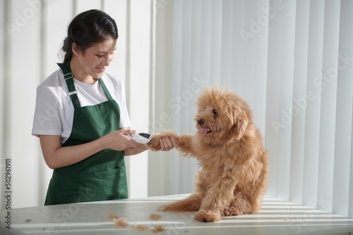 Smiling female groomer cutting fur on paws of adorable small dog photo