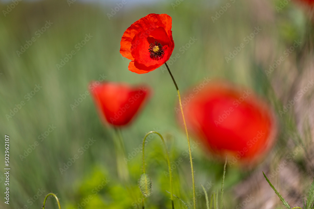 Obraz premium Tres (3) amapolas (Papaver rhoeas) en una mañana soleada de primavera
