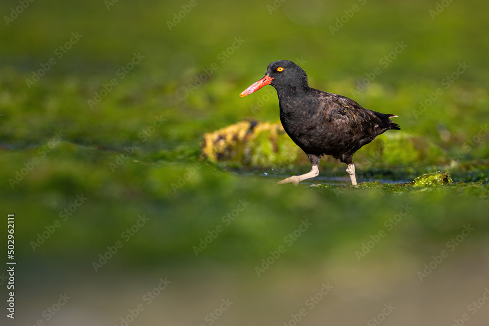Un ostrero negro caminando entre algas en la costa patagonica de argentina. Provincia de Santa Cruz. Punto de vista bajo con teleobjetivo. Colores saturados. Un ostrero negro caminando entre algas en la costa patagonica de argentina. Provincia de Santa Cruz. Punto de vista bajo con teleobjetivo. Colores saturados.