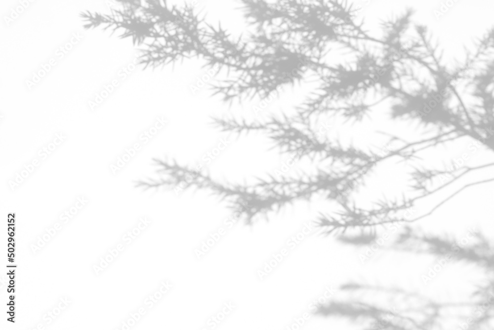 Blurred overlay effect for photo. Gray shadows of fir tree branches on a white wall. Abstract neutral nature concept background for design presentation. Shadows for natural light effects Blurred overlay effect for photo. Gray shadows of fir tree branches on a white wall. Abstract neutral nature concept background for design presentation. Shadows for natural light effects