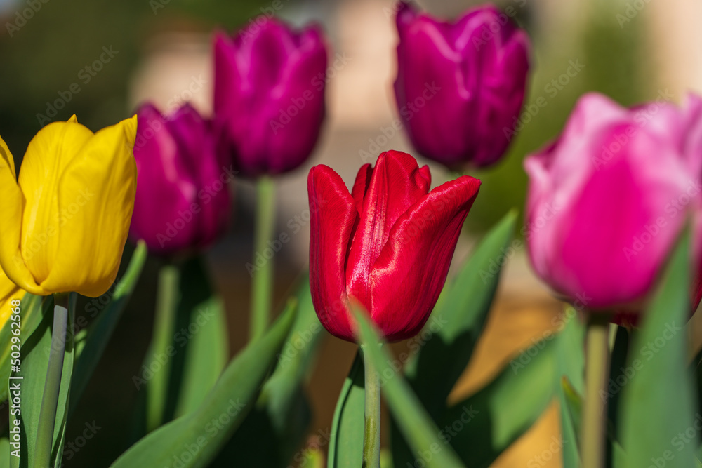 Tulips of different colors closeup, spring concept, holiday, congratulations, good mood Tulips of different colors closeup, spring concept, holiday, congratulations, good mood
