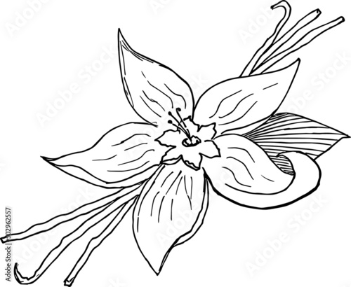 Vanilla flower Vintage fresh Fruit hand drawing sketch. Retro digital artwork. Vegan Food illustration, black and white outline. 