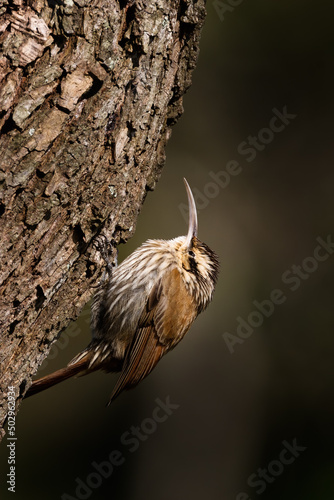 Fototapeta Naklejka Na Ścianę i Meble -  A Narrow-billed Woodcreeper. Natural habitat, side view
