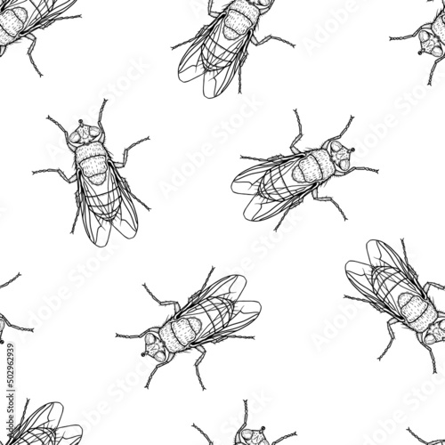 Seamless pattern of monochrome flys illustration. Vector illustration template
