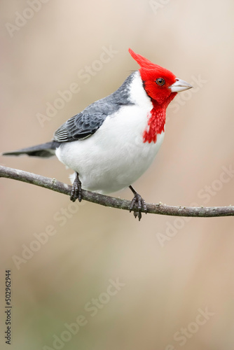 A red-crested cardinal on a branch. Natural habitat. South America.