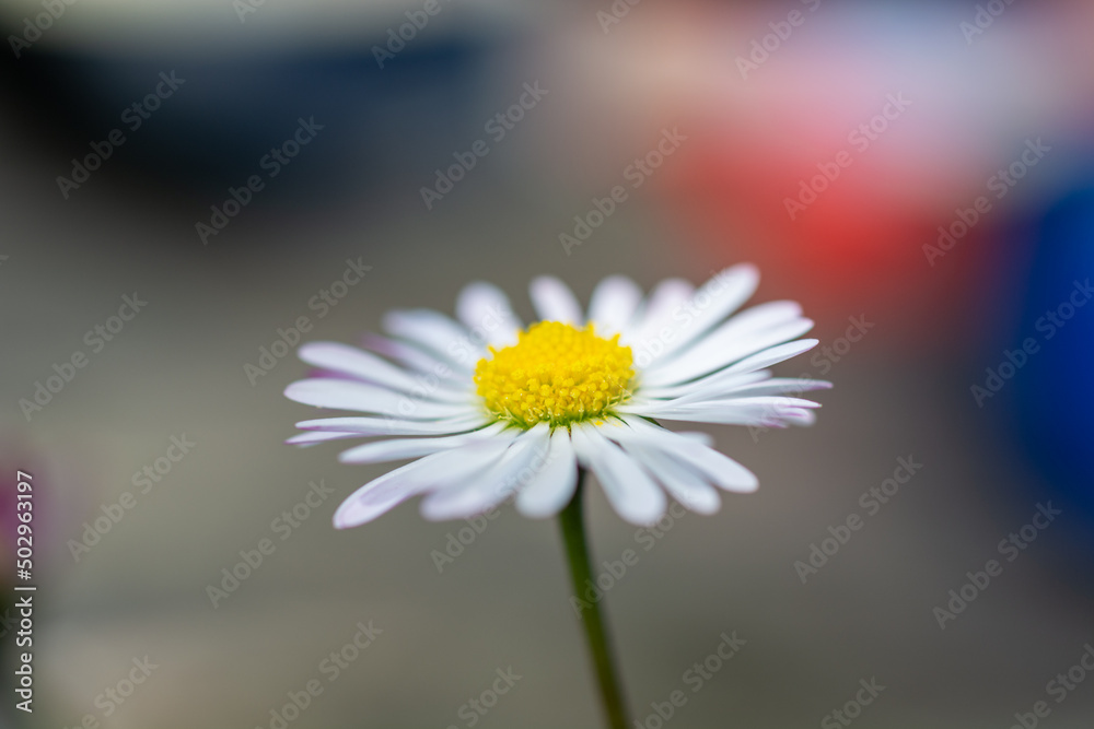 Obraz premium eine erblühte Gänseblumen Blüte in diesem Portrait