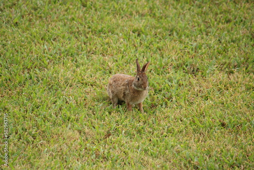 rabbit in the field © hayden