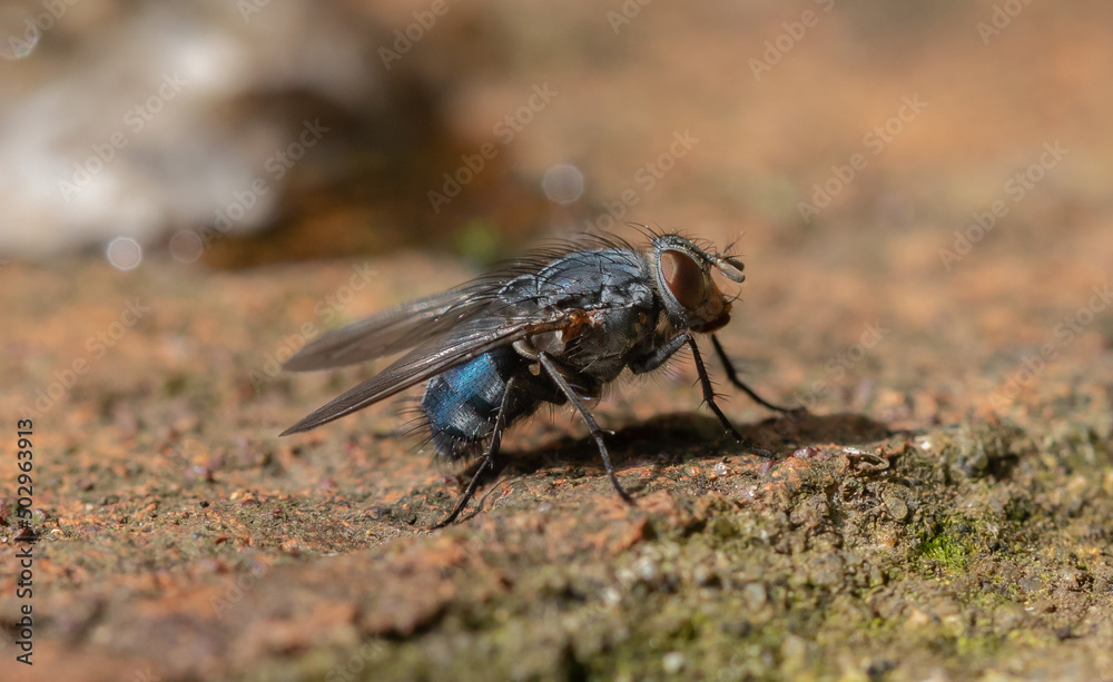 Fly Fly