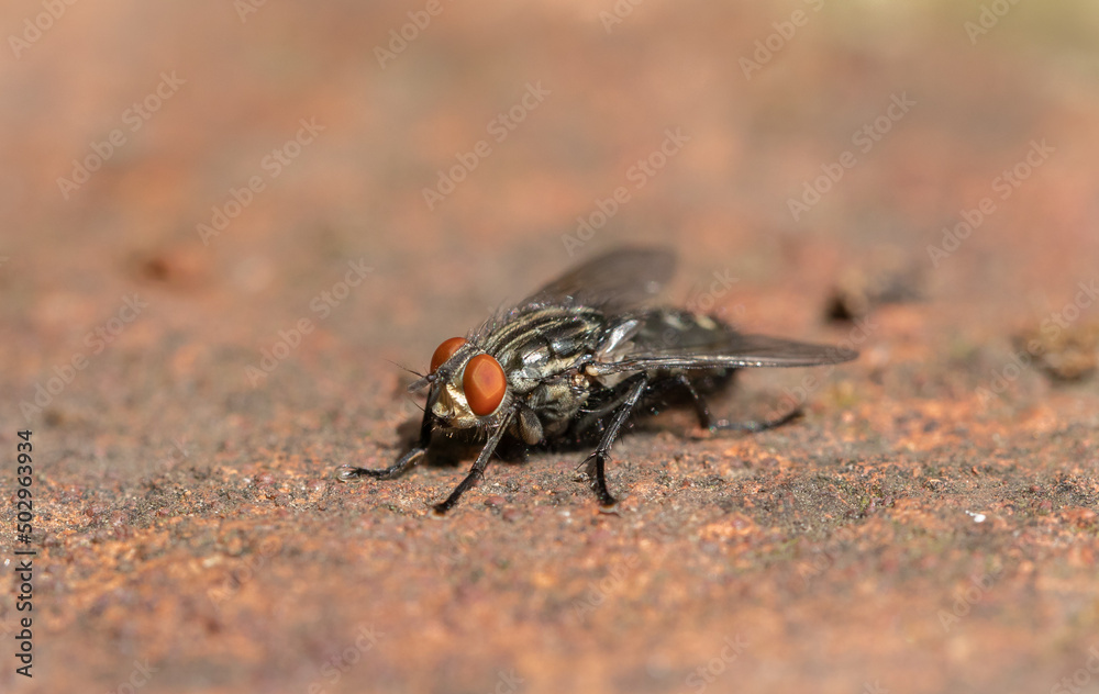 Fly Fly