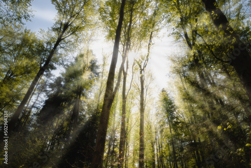 Moody forest and the sunshine