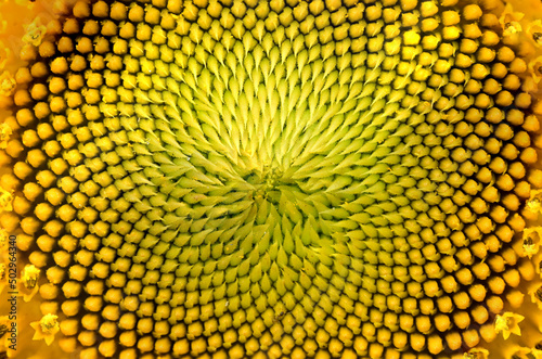 Seeds of sunflower Closeup shot. Seeds and oil. Flat lay  top view