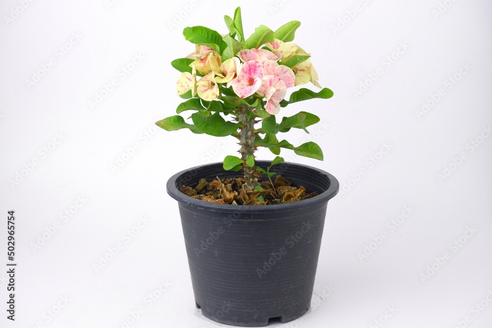 Euphorbia milli,Euphorbiaceae on pot isoleted on white background 