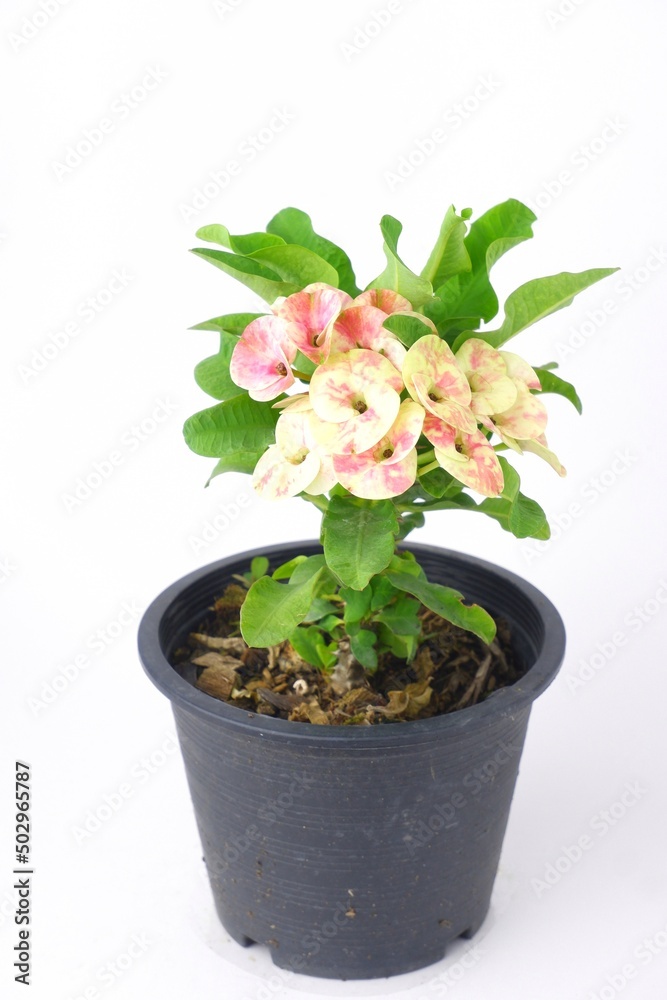 Euphorbia milli,Euphorbiaceae on pot isoleted on white background 