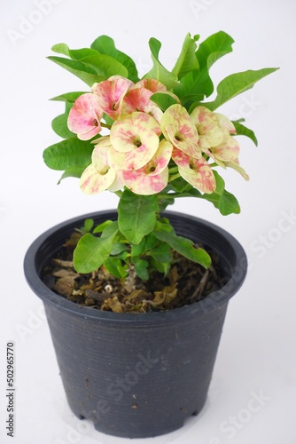 Euphorbia milli,Euphorbiaceae on pot isoleted on white background  photo