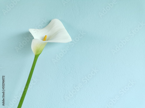 One white calla lily flower on soft focus blue stucco wall background with copy space. Delicate big white flower. Spring or Easter elegant greetings card. Image for blog or social media.