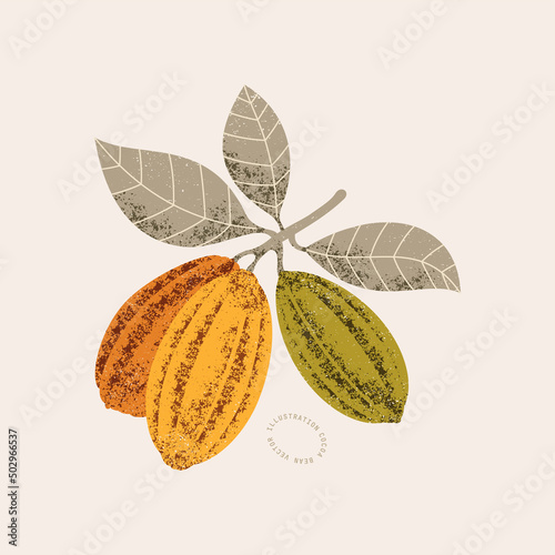 Chocolate cocoa bean botanical vintage illustration. Colored textured cacao fruit with leaves. Vector illustration