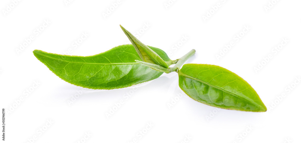 green tea leaf isolated on white background green tea leaf isolated on white background