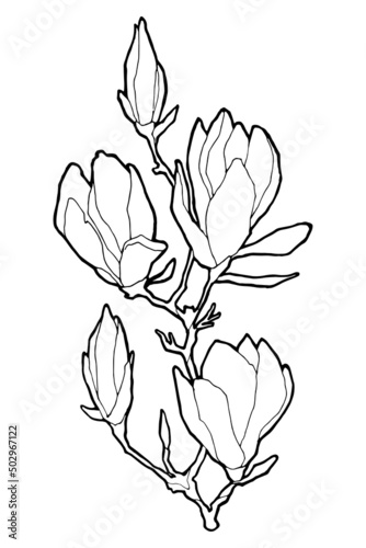 Vector isolated branch of magnolia. Outline artwork. 