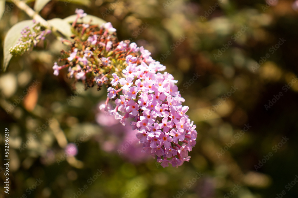 Fototapeta premium flowers in the garden