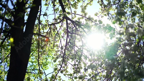 Sun light is going through the branches of  a tree in the summer forest
