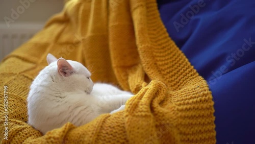 cat in a basket