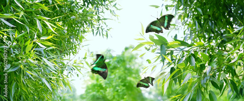 Emerald-green butterflies flying in Green Bamboo leaves on blurred abstract light natural background. Beautiful Bamboo leaves texture and Papilio Palinurus butterfly close up, tropical landscape photo