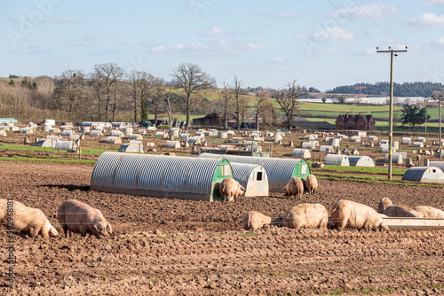 High density outdoor pig farming at Brooms Green on the Gloucestershire - Herefordshire border, England UK photo