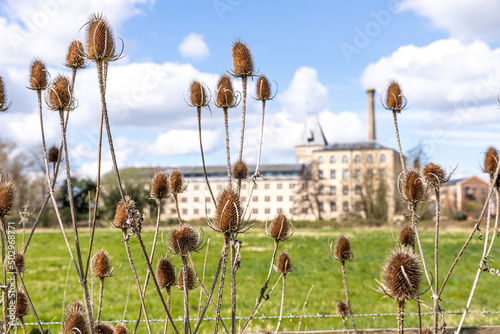 Obraz na płótnie Teasels growing in front of Ebley Mill, a 19th century cloth mill, Ebley, Gloucestershire, England UK - Teasels were used in the cloth trade for raising the nap. w salonie