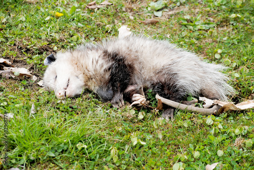 Fototapete Playing Possum? (Opossum - disambiguation)
