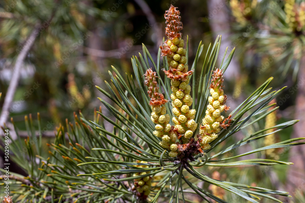 Scotch pine closeup macro selective focus branch with flowers cones and pollen Selective focus. Scotch pine closeup macro selective focus branch with flowers cones and pollen Selective focus.