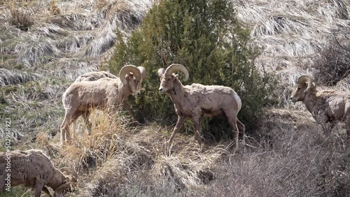 Bighorn Sheep rams butting heads in slow motion in the Teton wilderness in Wyoming. photo