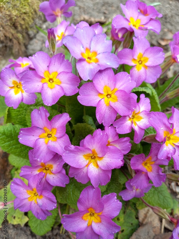 flowers in the garden