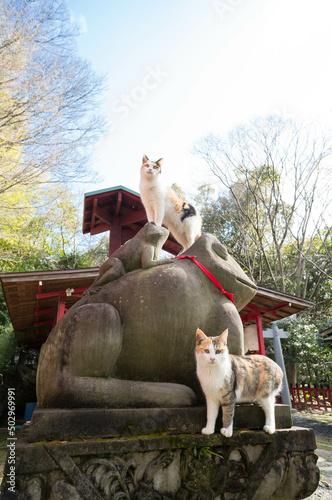 A cat living in Fushimi Inari Taisha Shrine in Japan