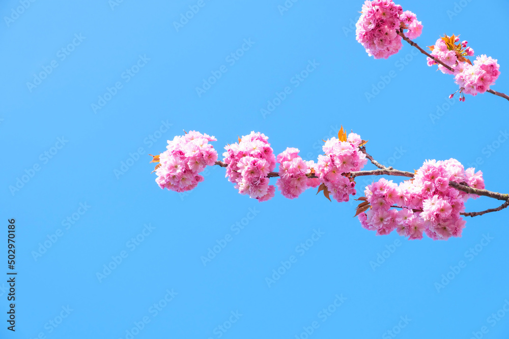 sakura - japanese cherry blossoms against blue sky sakura - japanese cherry blossoms against blue sky