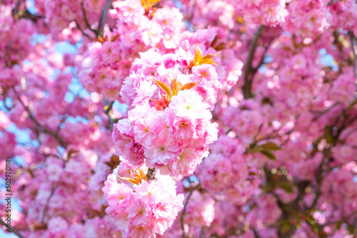 sakura - japanese cherry blossoms against blue sky
