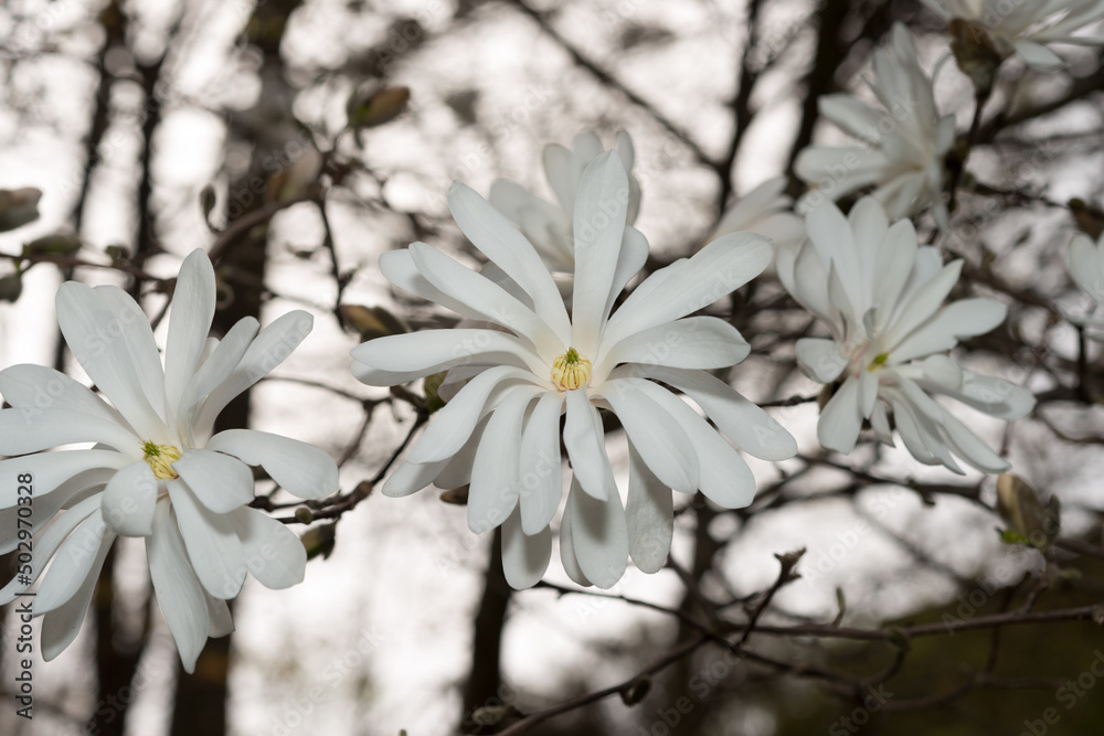 white star magnolia blossoms close up white star magnolia blossoms close up